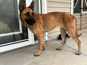 Rescue Belgian Shepherd Malinois Dogs for Adoption in Shiloh, Illinois - Casey | PetCurious