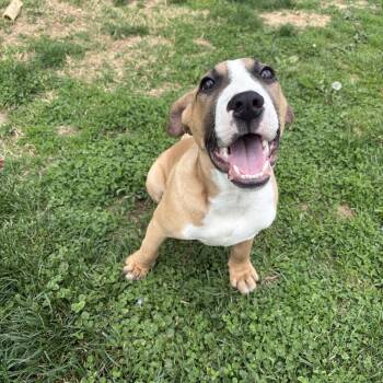 Boxer Dogs Available for Adoption in Springdale, Ohio - Boomer | PetCurious