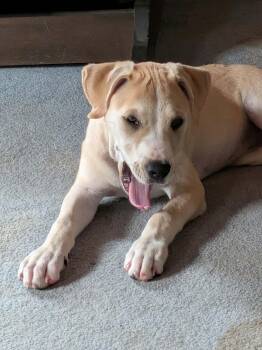Little Nellie -  Yellow Labrador Retriever Dog for Adoption in Carmel Hamlet, New York - Little Nellie | PetCurious