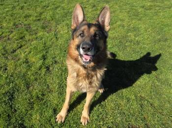 Rescue German Shepherd Dog Dogs for Adoption in Auburn, California - TARZAN | PetCurious