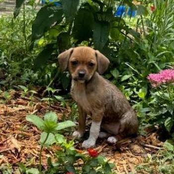 Matcha (blue collar) -  Mixed Breed Dog for Adoption in Winston-salem, North Carolina - Matcha (blue Collar) | PetCurious