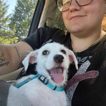 Chrissy -  Chihuahua and Cockapoo Dog for Adoption in Vienna, Ontario - Chrissy | PetCurious