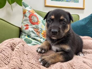 Snicker Doodle Dave -  Husky and Pit Bull Terrier Dog for Adoption in Friendswood, Texas - Snicker Doodle Dave | PetCurious