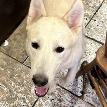 Thor -  White German Shepherd Dog for Adoption in Anderson, Texas - Thor | PetCurious