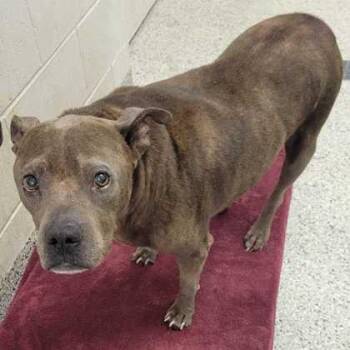 Archibald -  Pit Bull Terrier and Mixed Breed Dog for Adoption in Kansas City, Missouri - Archibald | PetCurious