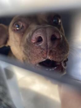 Mixed Breed Dogs Available for Adoption - ZOEY | PetCurious