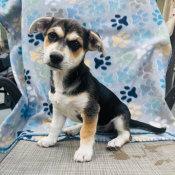 Chihuahua Dogs Available for Adoption in St. Augustine, Florida - Chira | PetCurious