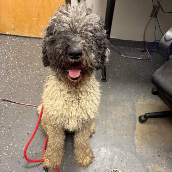Jagger -  Mixed Breed Dog for Adoption in Columbiana, Alabama - Jagger | PetCurious