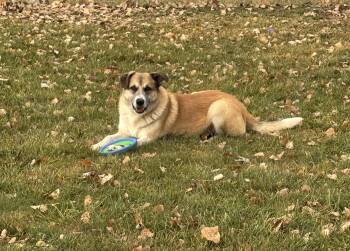 Rescue Great Pyrenees Dogs for Adoption in Torrington, Wyoming - Hyram | PetCurious