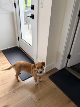 Dachshund and Terrier Dogs Available for Adoption in Plymouth, Michigan - April (232) | PetCurious