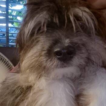 HAPPY MEAL ( out of town) -  Shih Tzu and Mixed Breed Dog for Adoption in New York, New York - HAPPY MEAL ( Out Of Town) | PetCurious