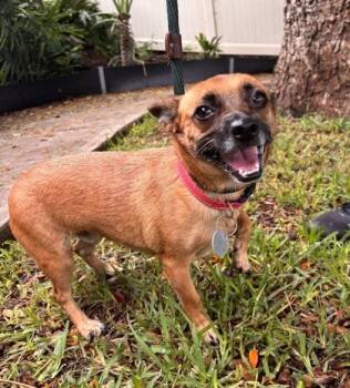 Brownie -  Terrier and Mixed Breed Dog for Adoption in Honolulu, Hawaii - Brownie | PetCurious