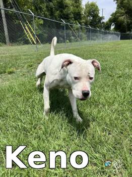 Keno -  Pit Bull Terrier Dog for Adoption in Rocky Mount, North Carolina - Keno | PetCurious