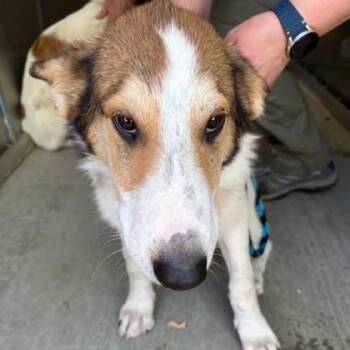 Butterfly -  Collie Dog for Adoption in Phoenixville, Pennsylvania - Butterfly | PetCurious