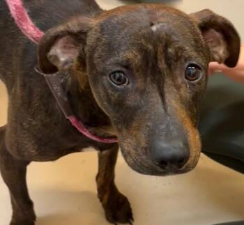 TATE -  Mountain Dog Dog for Adoption in Elizabethton, Tennessee - TATE | PetCurious