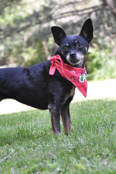 Tinkerbelle -  Chihuahua and Rat Terrier Dog for Adoption in Whitewater, Wisconsin - Tinkerbelle | PetCurious