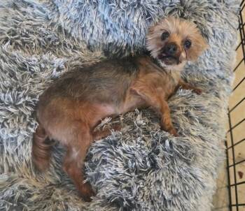 Tootie -  Yorkshire Terrier Dog for Adoption in Warren, Michigan - Tootie | PetCurious