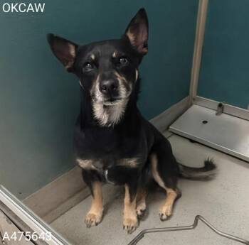 A475643 -  Parson Russell Terrier Dog for Adoption in Oklahoma City, Oklahoma - A475643 | PetCurious