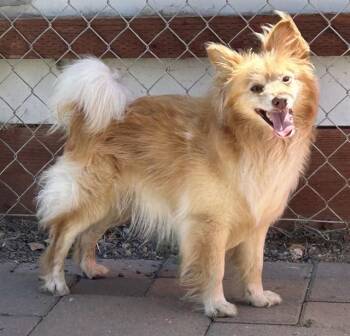 HOBBIT -  Pomeranian and Terrier Dog for Adoption in Salinas, California - HOBBIT | PetCurious