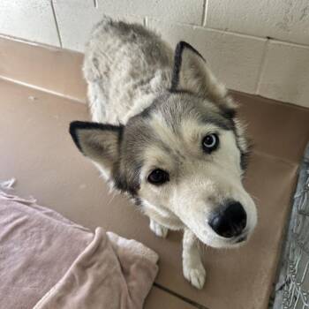 Cielo -  Husky Dog for Adoption in Reno, Nevada - Cielo | PetCurious