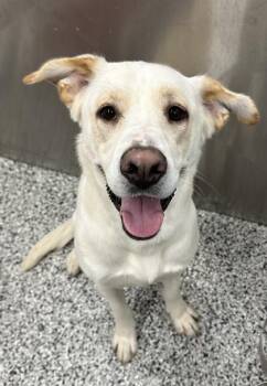 Luna -  Labrador Retriever and Mixed Breed Dog for Adoption in Fort Worth, Texas - Luna | PetCurious