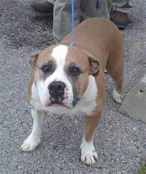 A476768 -  American Bulldog Dog for Adoption in Oklahoma City, Oklahoma - A476768 | PetCurious