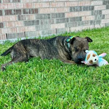 Rox (formerly Bonzai) -  Shar Pei Dog for Adoption in Houston, Texas - Rox (formerly Bonzai) | PetCurious
