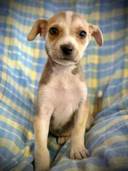 Mixed Breed Dogs Available for Adoption in Brooks, Maine - Sandy | PetCurious