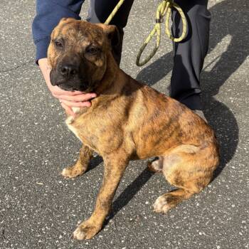 Rescue Shepherd Dogs for Adoption in Morganton, North Carolina - Rusty | PetCurious