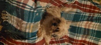 Shih Tzu Dogs Available for Adoption - Such A Sweetheart!! | PetCurious