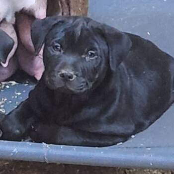 Rescue Pit Bull Terrier and American Bulldog Dogs for Adoption in Mooresville, Indiana - Two | PetCurious