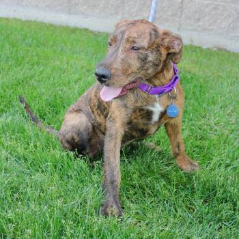 Cheetah -  Wire Fox Terrier Dog for Adoption in Great Falls, Montana - Cheetah | PetCurious