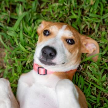Sable -  Terrier and Mixed Breed Dog for Adoption in Gainesville, Georgia - Sable | PetCurious