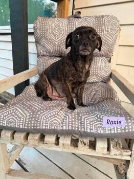 Roxie (Momma) -  Pug and Chihuahua Dog for Adoption in Brewster, New York - Roxie (Momma) | PetCurious