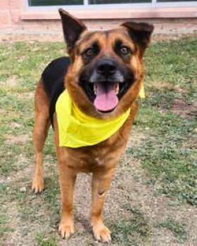 Rescue German Shepherd Dog Dogs for Adoption in Round Rock, Texas - Jiggy | PetCurious