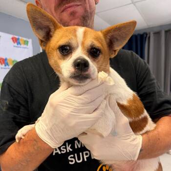 Mateo -  Mixed Breed Dog for Adoption in Lake Jackson, Texas - Mateo | PetCurious