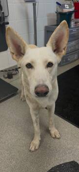 German Shepherd Dog Dogs Available for Adoption in Plaquemine, Louisiana - Klaus | PetCurious