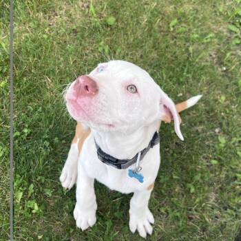 Miller NKA Stormey -  Pit Bull Terrier Dog for Adoption in Minneapolis, Minnesota - Miller NKA Stormey | PetCurious