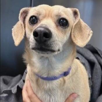Carla Espinosa -  Chihuahua Dog Available for Adoption - Carla Espinosa | PetCurious