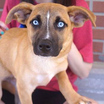 Husky and Shepherd Dogs Available for Adoption - Farah | PetCurious