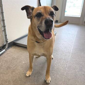 Lily -  Mixed Breed Dog for Adoption in Las Cruces, New Mexico - Lily | PetCurious