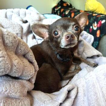 Chihuahua Dogs Available for Adoption in Fredericksburg, Virginia - Dark Chocolate Doom | PetCurious