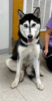 Rescue Siberian Husky Dogs for Adoption in Sorrento, Louisiana - Siren | PetCurious