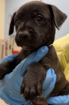 Mixed Breed Dogs Available for Adoption - Garnet | PetCurious