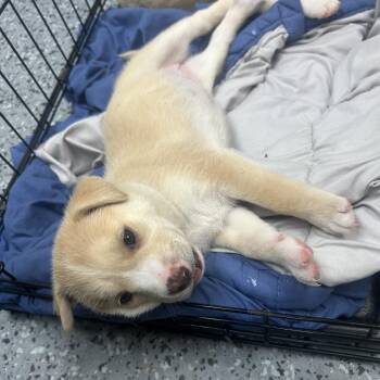 Palomino 28514 -  Mixed Breed Dog for Adoption in Middleburg, Florida - Palomino 28514 | PetCurious