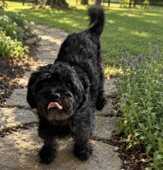 Oat -  Affenpinscher Dog for Adoption in Brownstown, Indiana - Oat | PetCurious