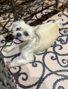 Winnie Lonestar -  Pug and Maltese Dog for Adoption in Rockaway, New Jersey - Winnie Lonestar | PetCurious