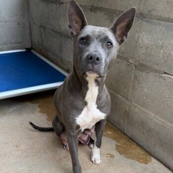 Pit Bull Terrier and Mixed Breed Dogs Available for Adoption - TUSC-Stray-83478 | PetCurious