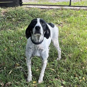 Molly -  Hound and Spaniel Dog for Adoption in Fairfax, Virginia - Molly | PetCurious