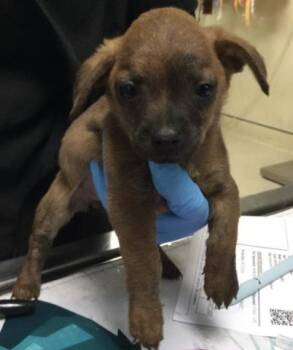 Chihuahua and Mixed Breed Dogs Available for Adoption - APRIL | PetCurious